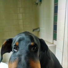 Zdjęcia psów użądlonych przez pszczoły