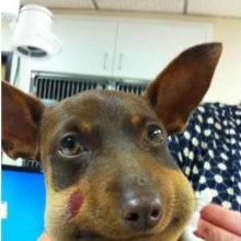 Zdjęcia psów użądlonych przez pszczoły