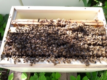 Kupno rodziny pszczelej.