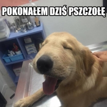 Zdjęcia psów użądlonych przez pszczoły