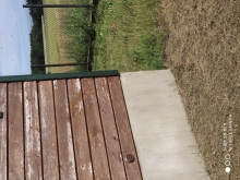 Pszczoły w ścianie, jak je przenieść?