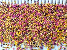 Różowe obnóża pyłkowe