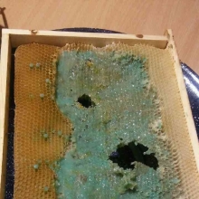 Miód w kolorze morskim