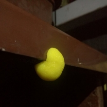 Czy to może być wosk pszczeli?