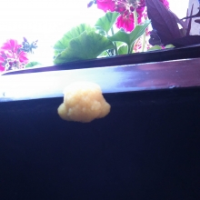 Czy to może być wosk pszczeli?