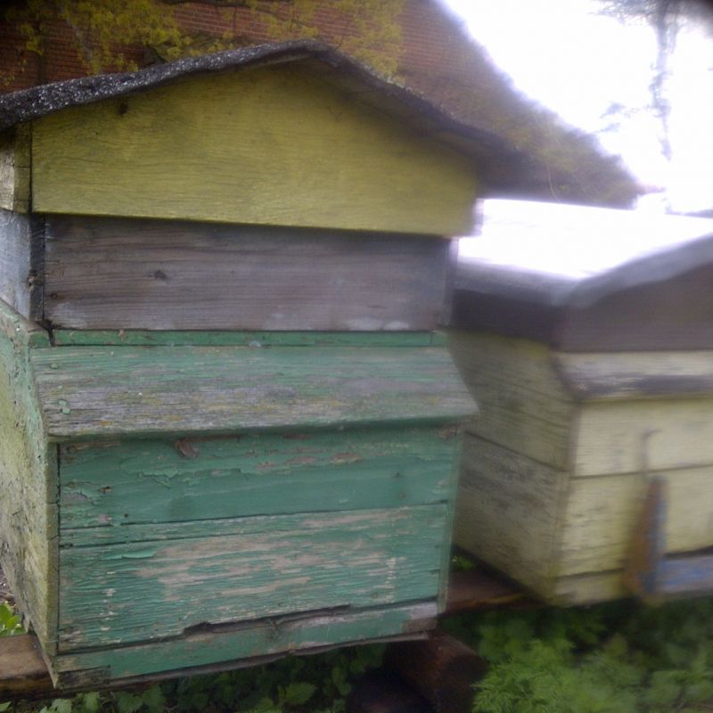 Dwa ule z pszczołami i miodem tak wyglądały w 2009r