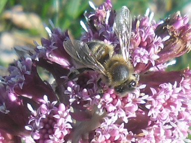 Lepiężnik różowy i pracująca na nim pszczółka w ogrodzie kwietnym. Autorka zdjęcia: Danuta Parej.