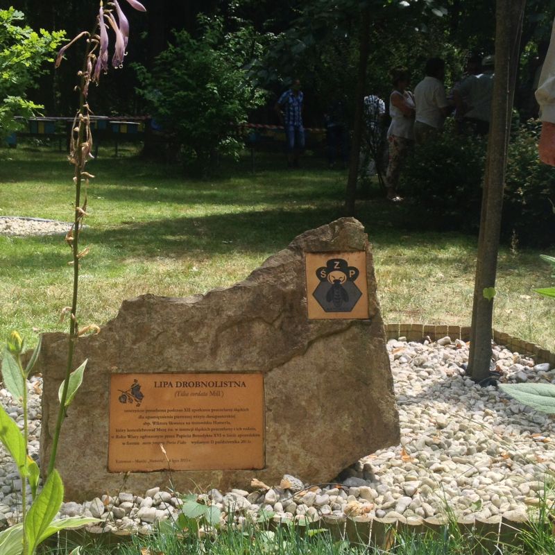 Kamień z informacją o rosnącej obok lipie drobnolistnej.