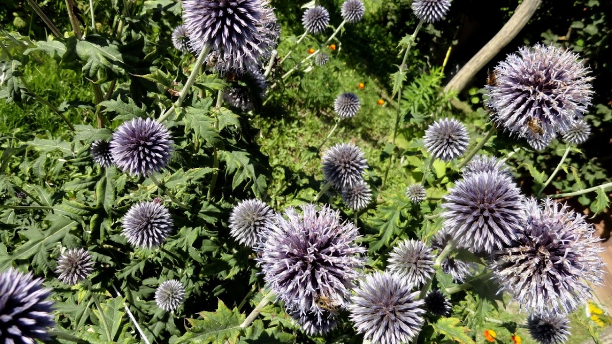 Przegorzan pospolity trwały (Echinops ritro). Autor: Tadeusz Kąkol