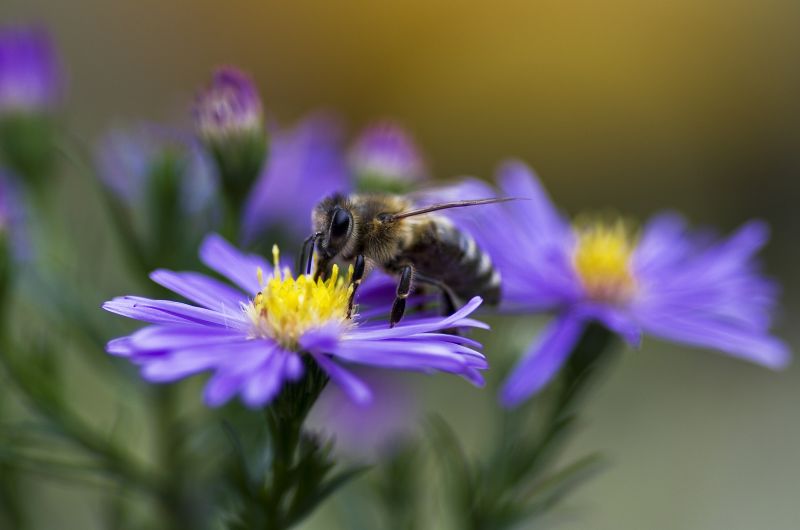 Aster krzaczasty fioletowy (Aster dumosus).