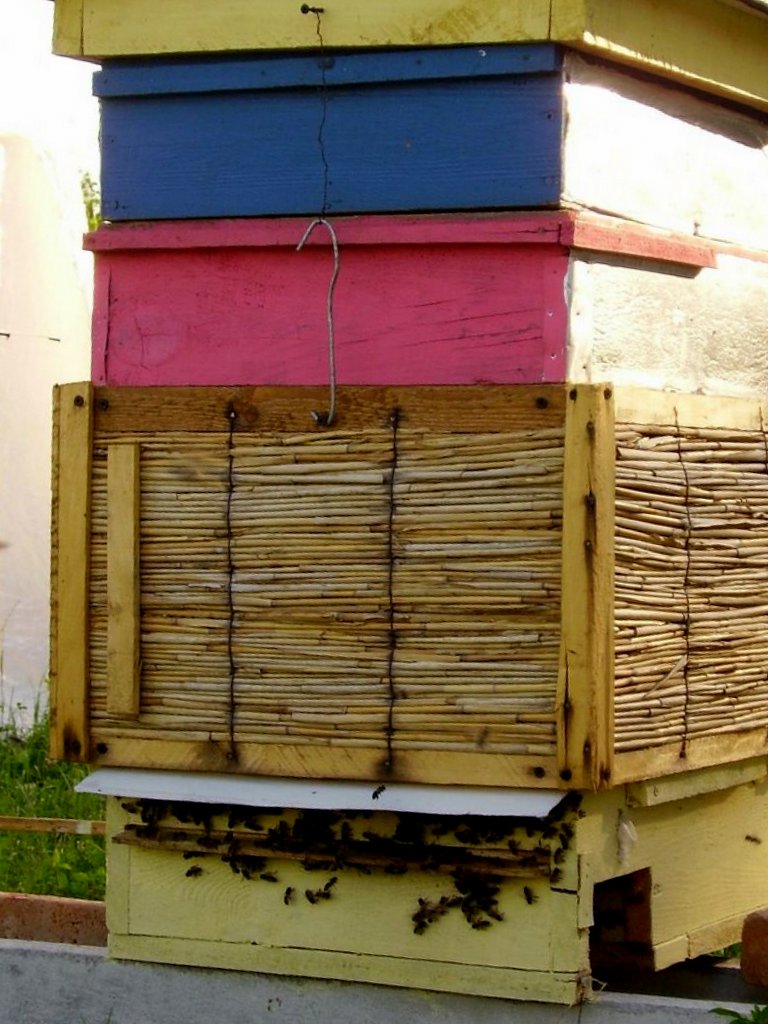 Ul z nadstawkami. Autor: Tadeusz Kąkol