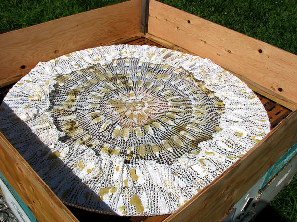 Przygotowanie obrusu do jego pszczelej modyfikacji. Autorka: Aganetha Dyck. Fotografia: Peter Dyck. Źródło: www.aganethadyck.ca Artystka udzieliła nam pisemnej zgody na publikację fotografii jej prac.