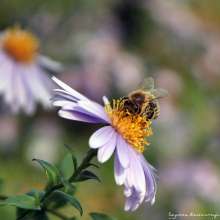 Pszczoła na astrze michałku. Autor zdjęcia: Szymon Kaczmarczyk