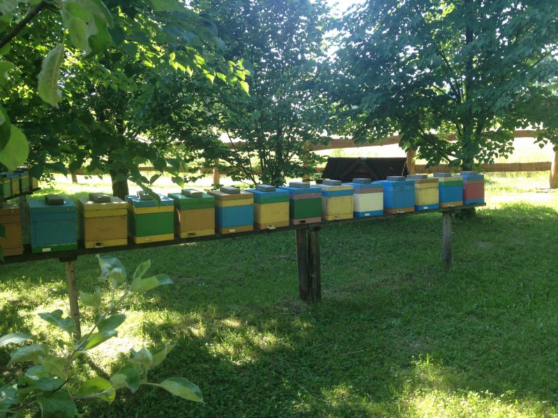 Zamieszkałe ule na terenie należącym do Sądeckiego Bartnika.