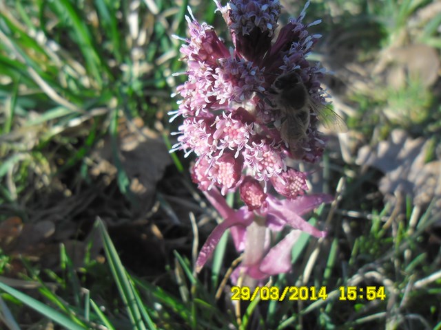 Pracująca pszczółka na lepiężniku różowym. Autorka zdjęcia: Danuta Parej.