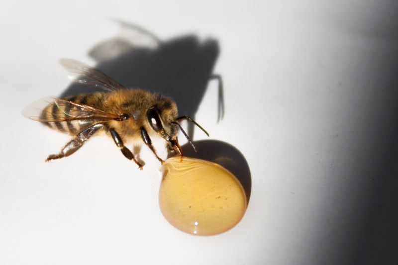 Pszczoła i kropla miodu podczas Święta Miodu w Pszczynie. Autor zdjęcia: Kazimierz Wiśniowski