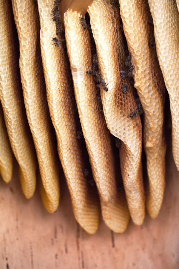 Naturalne drapienie w ulu. Źródło zdjęcia: materiały nadesłane przez panią Dominikę Karoń