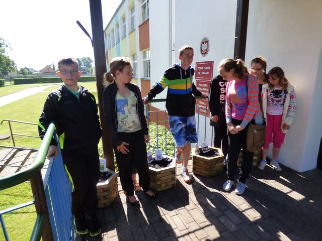 Donice z roślinami miododajnym na szkolnym tarasie. Źródło zdjęcia: materiały przez p. Agnieszkę Gałwa.