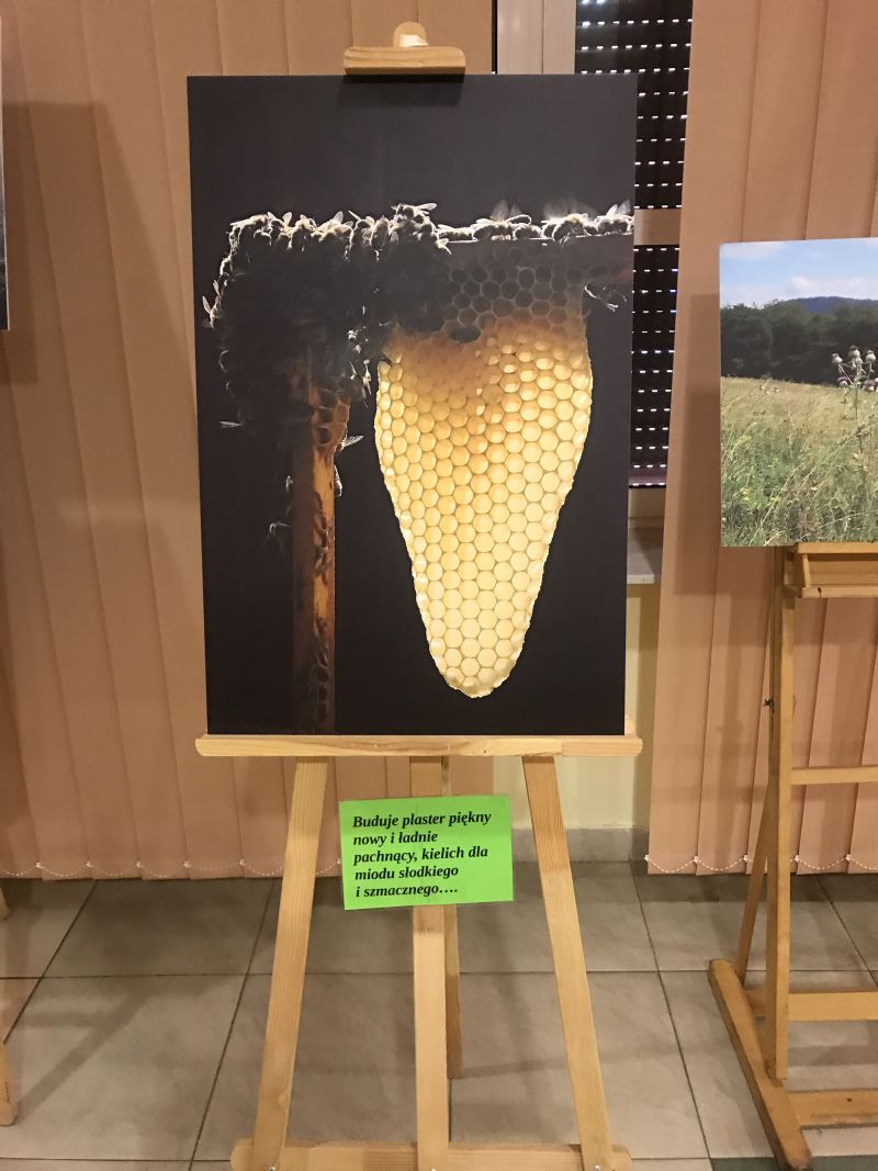 Zdjęcia Milana Motyki zaprezentowane 19 czerwca 2017 r. w Spale podczas Międzynarodowej Konferencji Bartniczej pn. Dekada Polskiego Bartnictwa. Autor zdjęć: Małgorzata Brendel