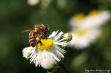 Pszczoła na astrze alpejskim. Autor zdjęcia: Szymon Kaczmarczyk