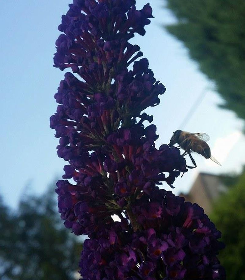 Pszczoła na pożytku. Autorka zdjęcia: Barbara Rutyna