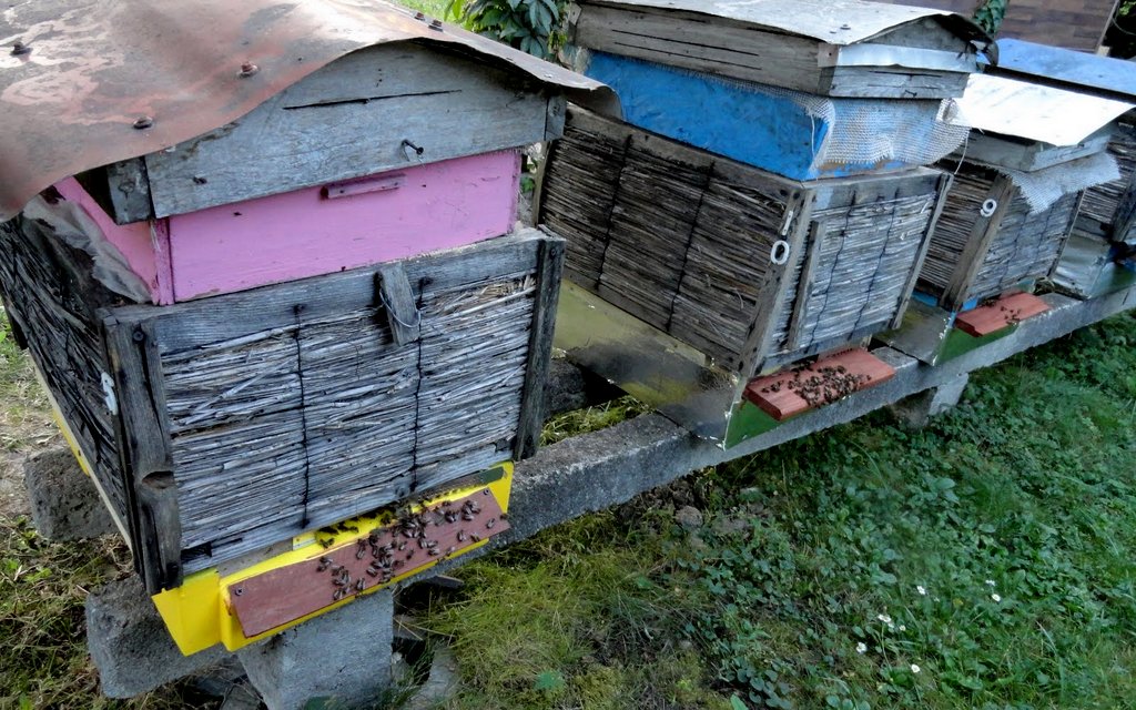 Ule w pasiece Tadeusza Kąkola. Autor: Tadeusz Kąkol