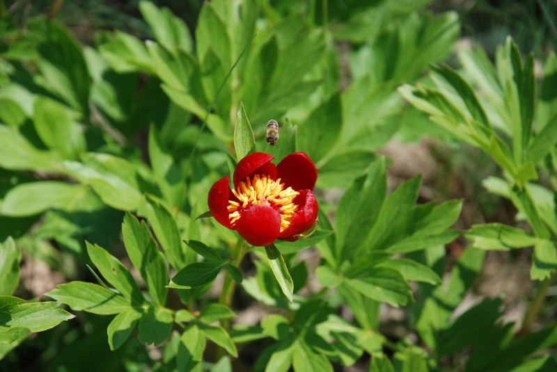 Piwonia chińska (Paeonia lactiflora).