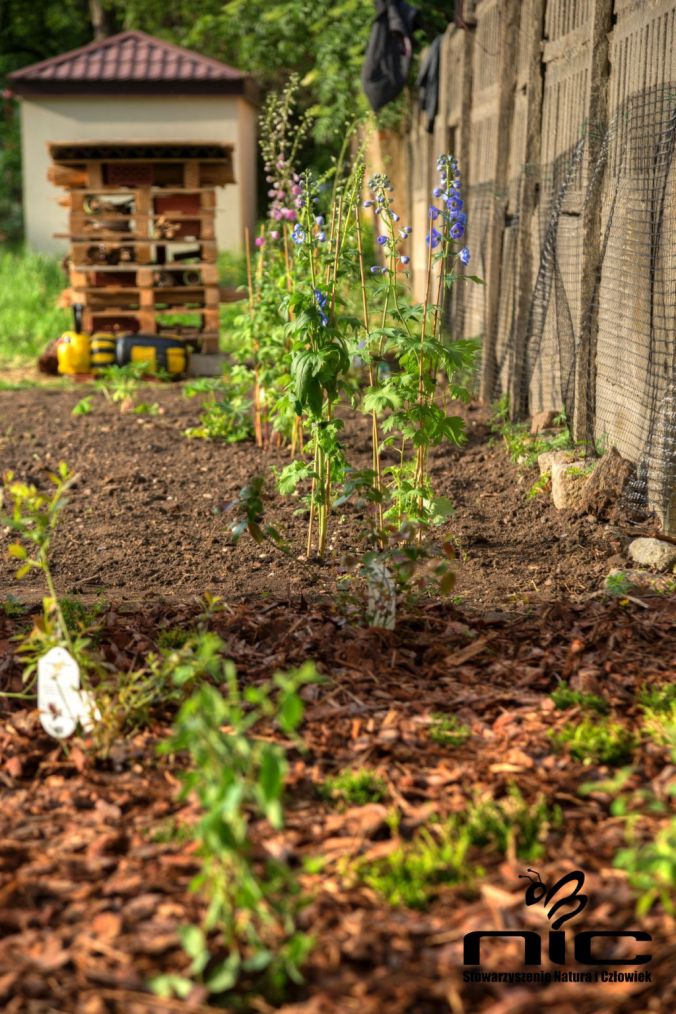 Na zdjęciu: Gotowy ogród przyjazny pszczołom. Źródło zdjęcia: Stowarzyszenie Natura i Człowiek.