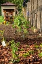 Na zdjęciu: Gotowy ogród przyjazny pszczołom. Źródło zdjęcia: Stowarzyszenie Natura i Człowiek.