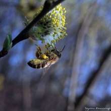 Pszczoła na kotkach topoli osice. Autor zdjęcia: Szymon Kaczmarczyk