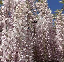 Zadrzechnia fioletowa widziana w dniu 29.05.2023 w okolicach Świdnicy.