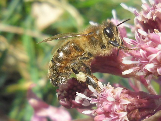 Pszczoła miodna w pełnej okazałości. Autorka zdjęcia: Danuta Parej