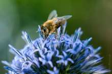 Pszczoła na oście ozdobnym. Autor zdjęcia: Szymon Kaczmarczyk