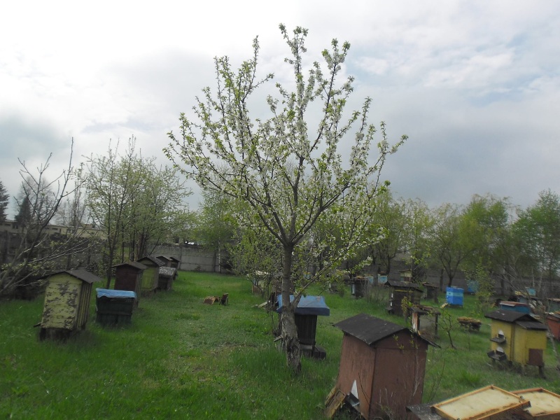 Pasieka Teresy Jakubowskiej. Autor zdjęcia: Teresa Jakubowska