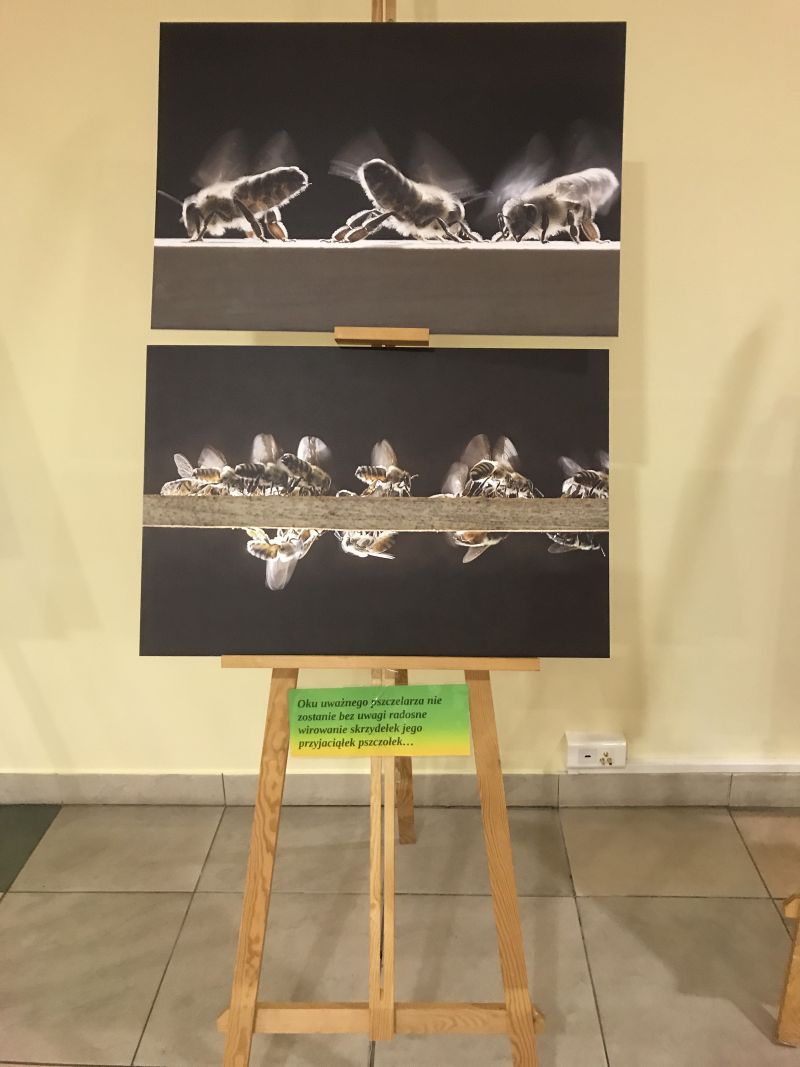 Zdjęcia Milana Motyki zaprezentowane 19 czerwca 2017 r. w Spale podczas Międzynarodowej Konferencji Bartniczej pn. Dekada Polskiego Bartnictwa. Autor zdjęć: Małgorzata Brendel