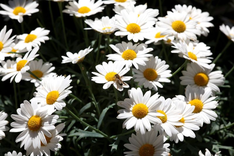 Stokrotka pospolita, stokrotka łąkowa, stokrotka trwała (Bellis perennis).