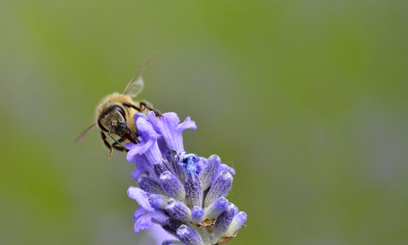 Pszczoła na kwiecie lawendy - Pasieka u Alfreda. Autorka zdjęcia: Katarzyna Judycka