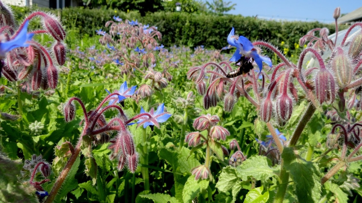 Ogórecznik lekarski (Borago officinalis L.). Autor: Tadeusz Kąkol