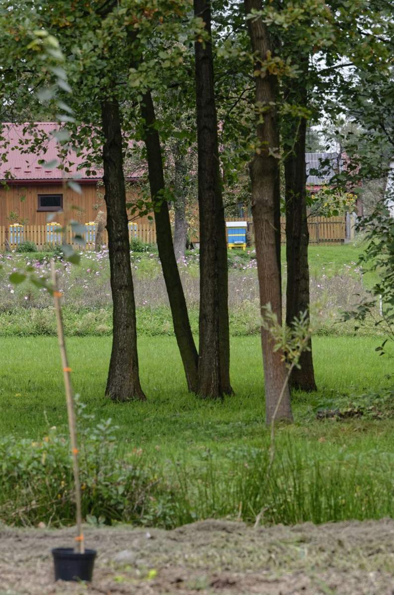Tworzenie ogrodów miododajnych w gminie Szczurowa w 2021 roku. Autor zdjęcia: Łukasz Jaje