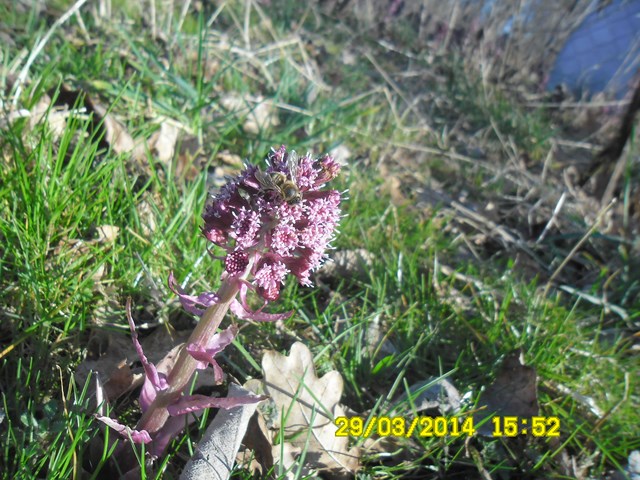 Lepiężnik różowy i pszczoła miodna. Autorka zdjęcia: Danuta Parej.