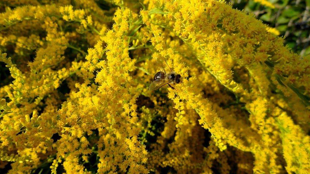 Nawłoć późna (Solidago gigantea Aiton). Autor: Tadeusz Kąkol
