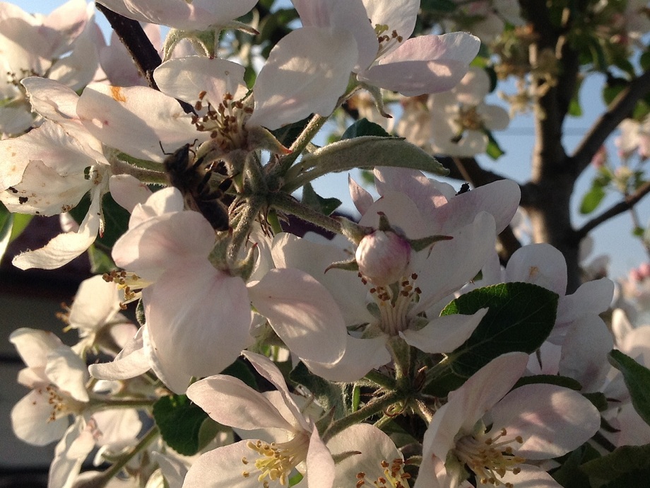Pszczoła na jabłoni. Autorka zdjęcia: Ewa Balana