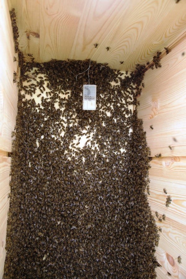 Wnętrze ula w Pszczelej Woli. Źródło zdjęcia: materiały nadesłane przez panią Dominikę Karoń