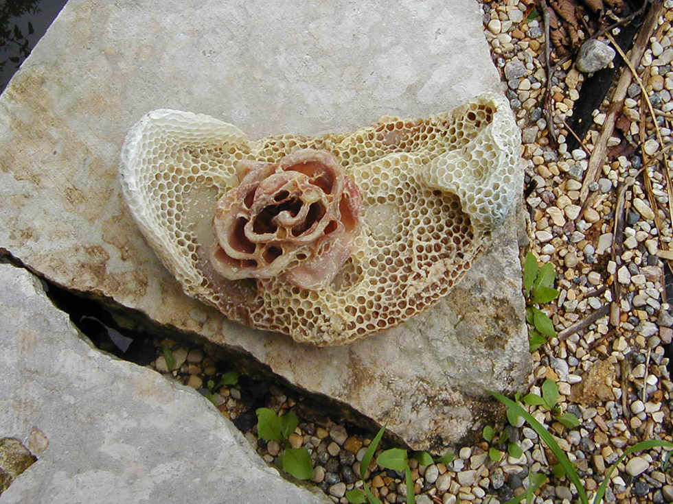 Efekt pracy pszczół przy oczku wodnym. Autorka: Aganetha Dyck. Fotografia: Peter Dyck. Źródło: www.aganethadyck.ca Artystka udzieliła nam pisemnej zgody na publikację fotografii jej prac.