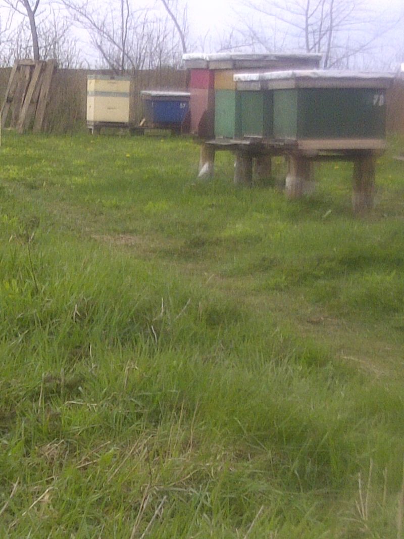 W oddali ul Pana Łysonia 2010 r 5 sztuk.