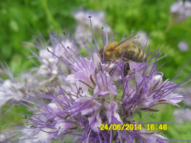 Ciężka praca pszczoły na facelii błękitnej. Autorka zdjęcia: Danuta Parej