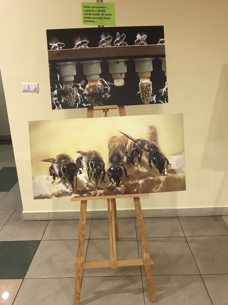 Zdjęcia Milana Motyki zaprezentowane 19 czerwca 2017 r. w Spale podczas Międzynarodowej Konferencji Bartniczej pn. Dekada Polskiego Bartnictwa. Autor zdjęć: Małgorzata Brendel