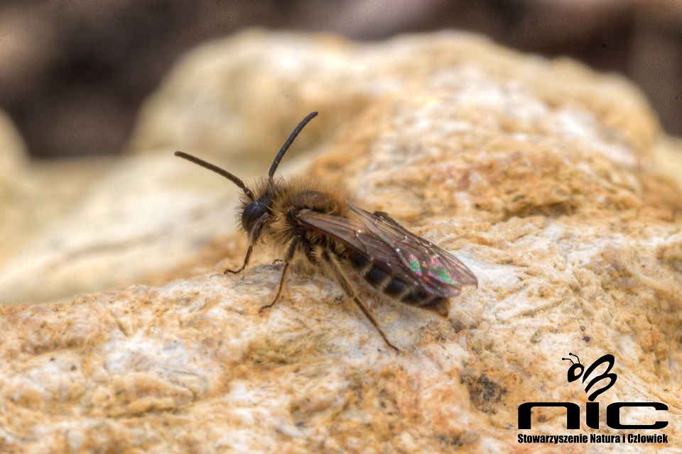 Smuklik. Źródło zdjęcia: naturaiczlowiek.org/nasze-akcje/112-quarry-life-award.