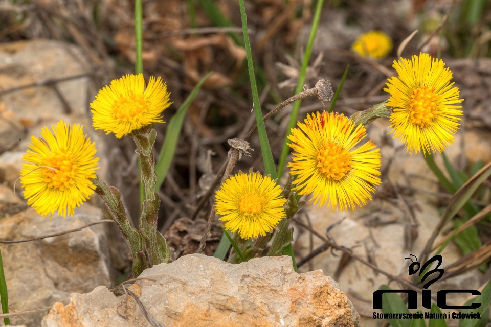 Podbiał pospolity. Źródło zdjęcia: naturaiczlowiek.org/nasze-akcje/112-quarry-life-award.