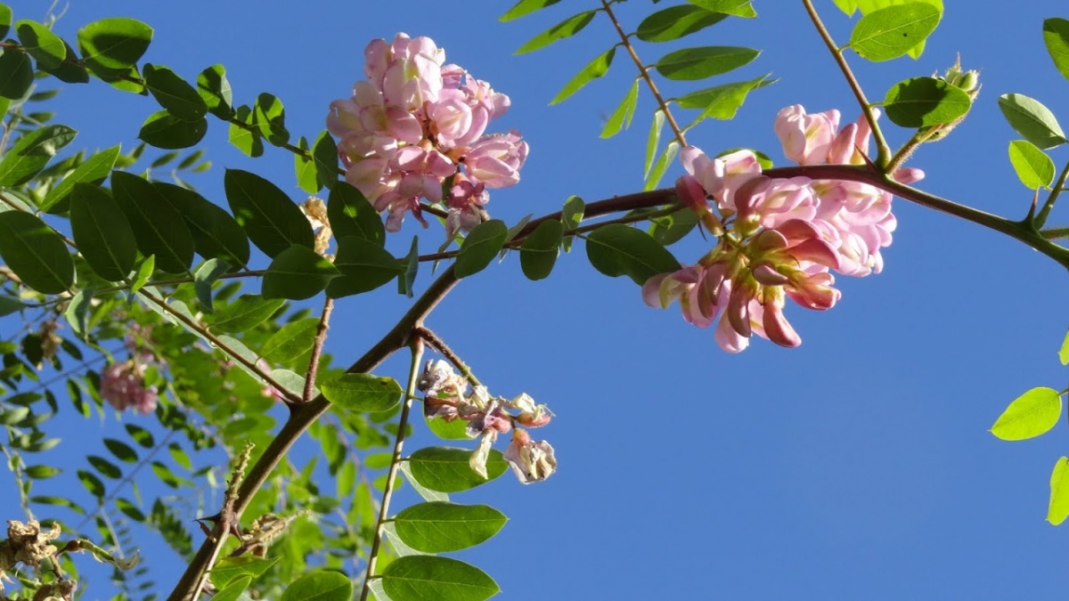 Robinia lepka (Robinia viscosa Vent.). Autor: Tadeusz Kąkol